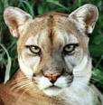 COUGAR.jpeg